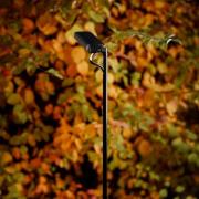 Luceplan LED-veilampe Flia, 2 lyskilder, svart, plast